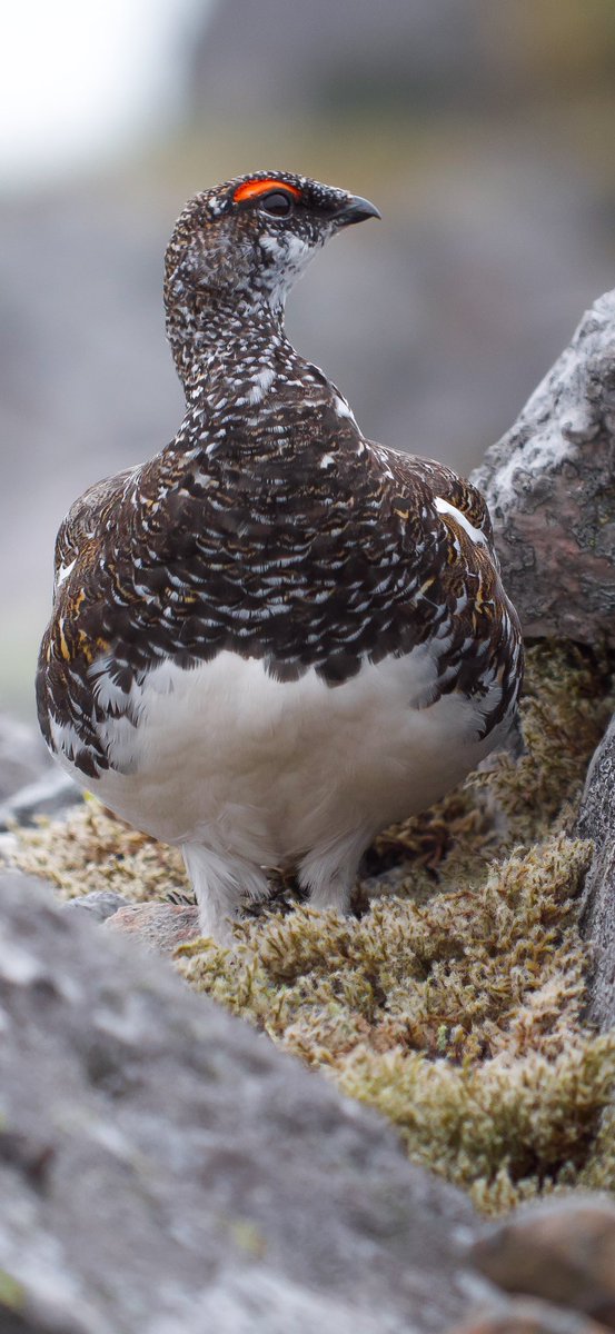 TAP screen TWICE to see full picture 😊

Male Ptarmigan, Glenshee Scotland 🏴󠁧󠁢󠁳󠁣󠁴󠁿 
Kowa 88s scope, 25-60 zoom eyepiece, iPhone 11 Pro Max, Benro video head &amp; tripod, Vario adapter, Kowa DA10 adapter <a href="/KowaOptics/">Kowa Sporting Optics</a>