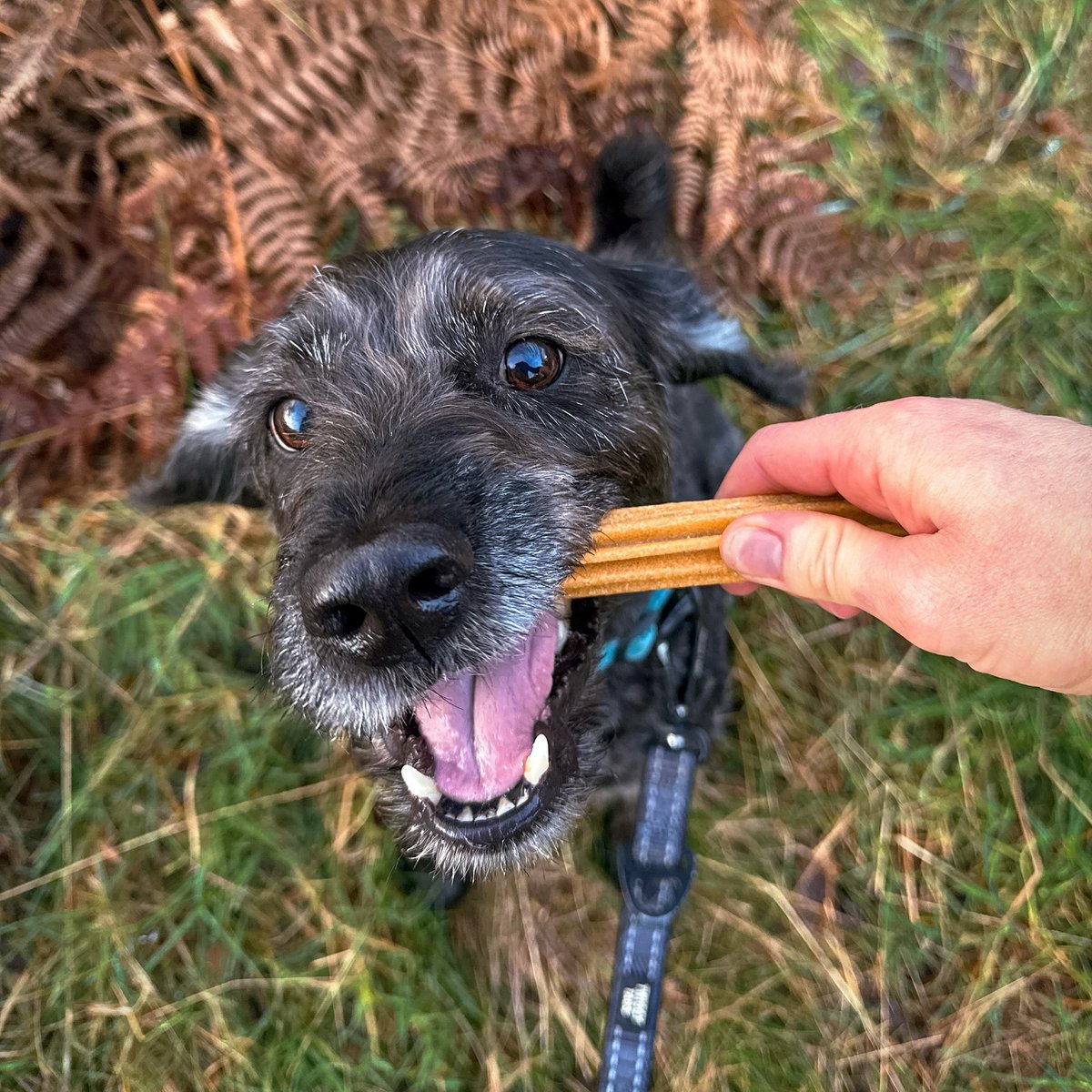 Pure happiness 🥰️

Does your pooch love our Dental Sticks? Comment their fave flavour below 👇

📷 lifewitharthurandellie 

#DentalSticks #Dog #PoochAndMutt #DogTreats