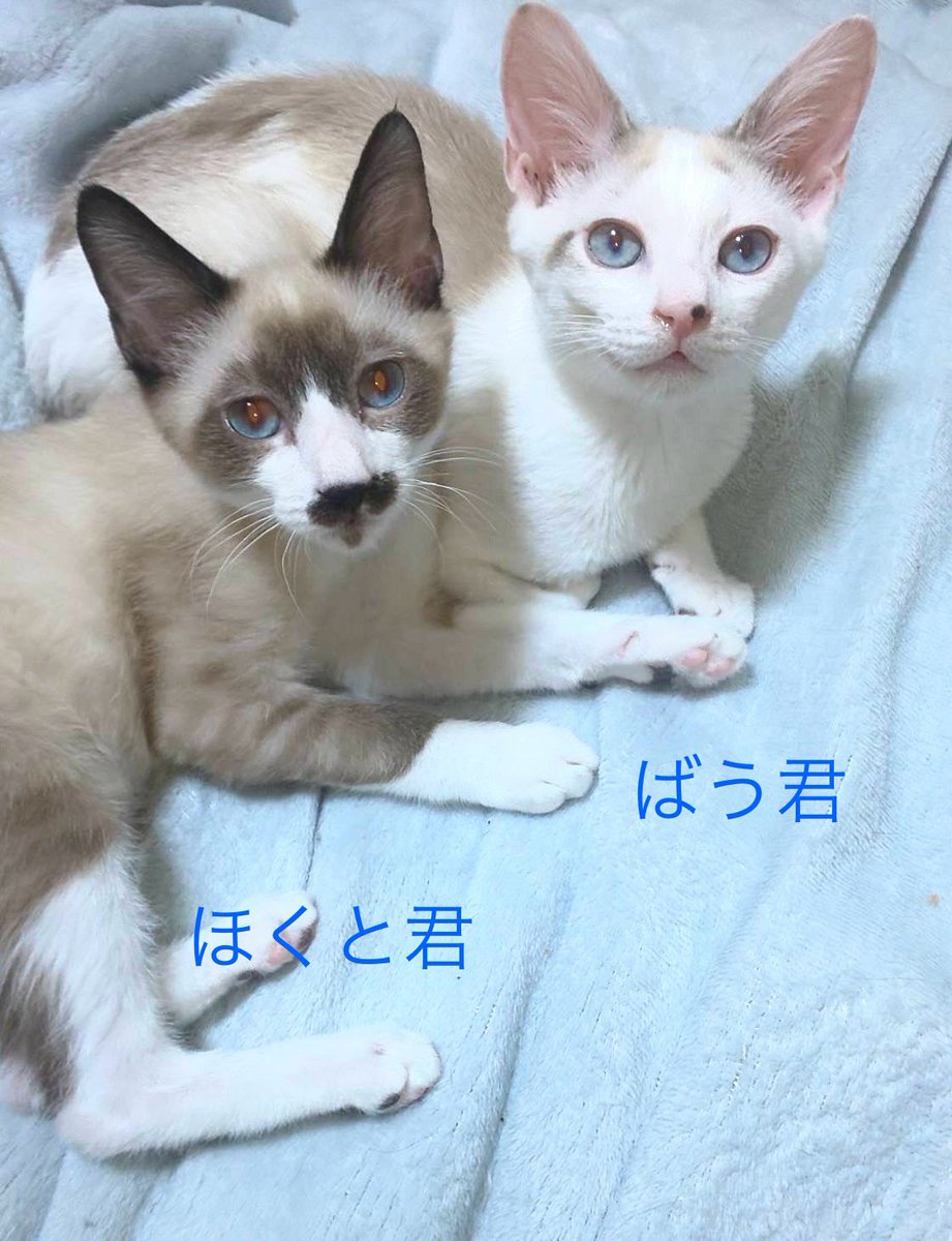 冬猫 (@harugoma9) / X 