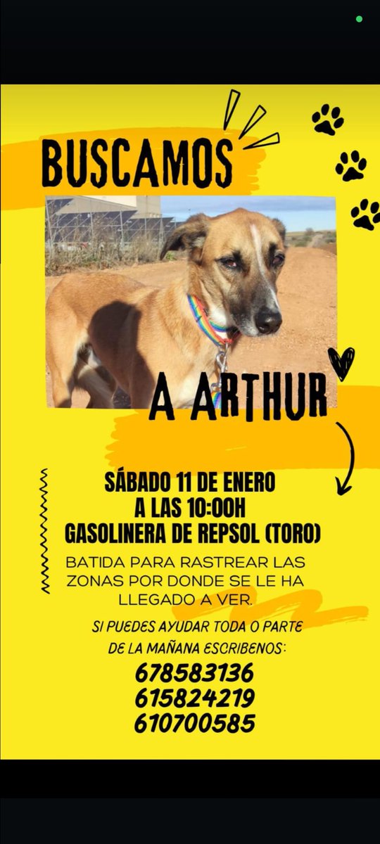 🆘🆘Arthur sigue desaparecido 🆘🆘 No se sabe nada de él, estará muy asustado 😢. Si puedes echar un cable, el sábado hay batida para intentar encontrarlo, únete! 🙏🏼
#Desaparecido 
#Toro 
#Zamora  
#CastillayLeón 
#CastillaYLeon 
#Valladolid
<a href="/news_zamora/">Zamora News</a> 
<a href="/Zamora24horas/">Zamora24horas.com</a>