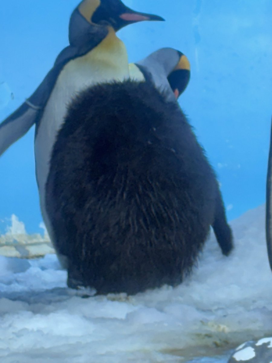 h914t's tweet photo. 完璧👌
キウイちゃん体型👑🐧🥝

#鴨川シーワールド
#キングペンギン
#キングペンギンヒナ https://t.co/OZgNtm5M7n