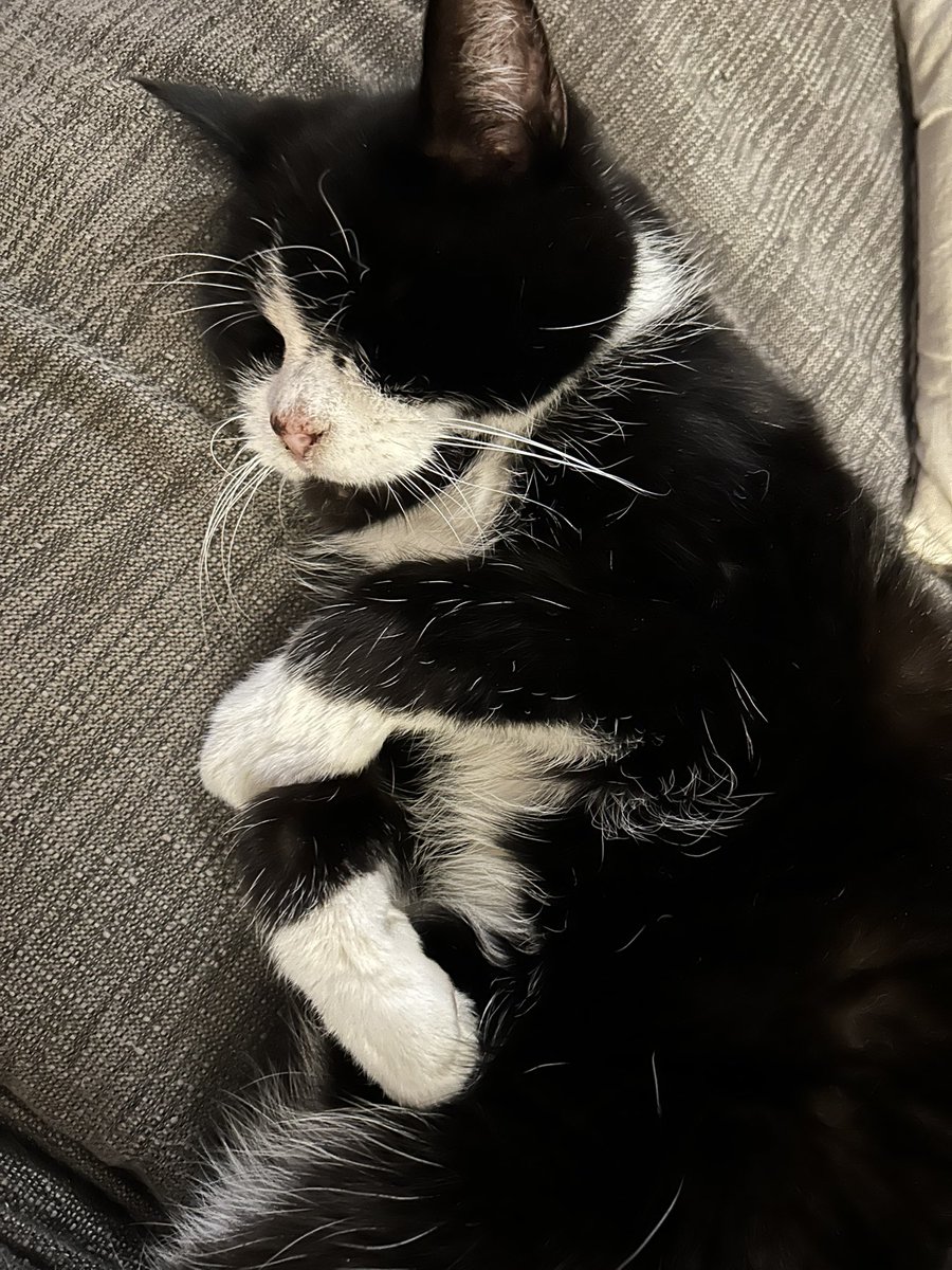 grumpy_cat18's tweet photo. After a difficult week having teeth out, I’ve been catching up on some well earned rest https://t.co/3oQFgus2K0