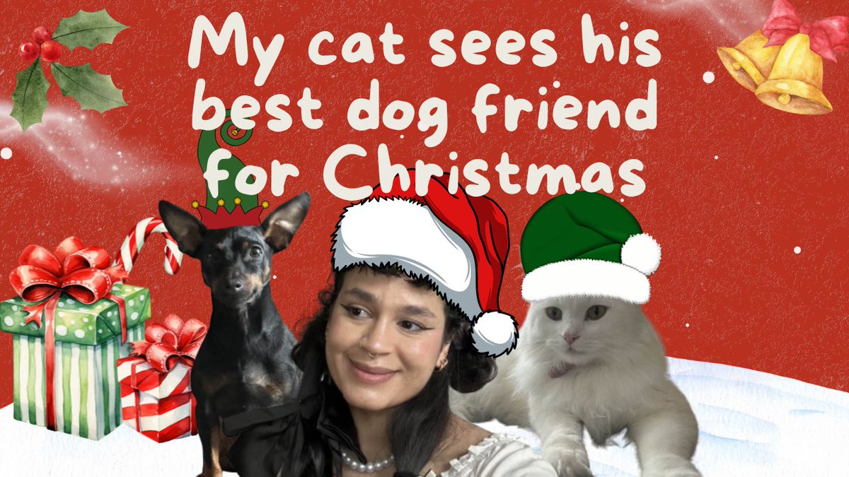 Risa_bla's tweet photo. NEW CAT VLOG IS OUT!! https://t.co/TDGez26te2 https://t.co/wUkWJ4MpO3