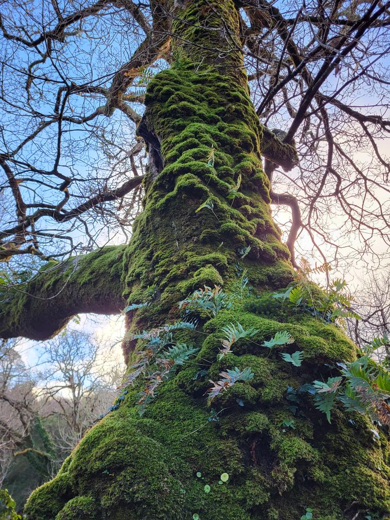 The magic of an Irish rainforest
🌏