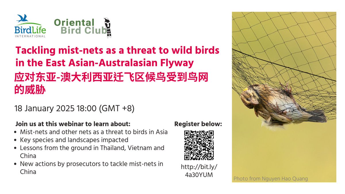 ⌛️ One more week to sign up!

🐦 Join us on the 18th Jan to learn about the dangers of mist nets to birds in Asia, and how different countries are successfully tackling this threat.

Click the link below to register ⬇️
bit.ly/4a30YUM