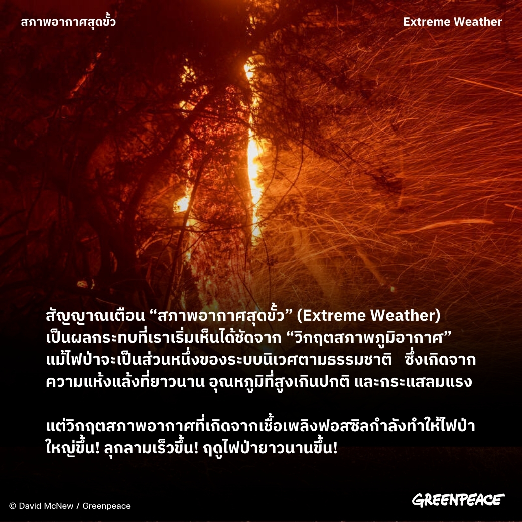 Greenpeace Thailand tweet media