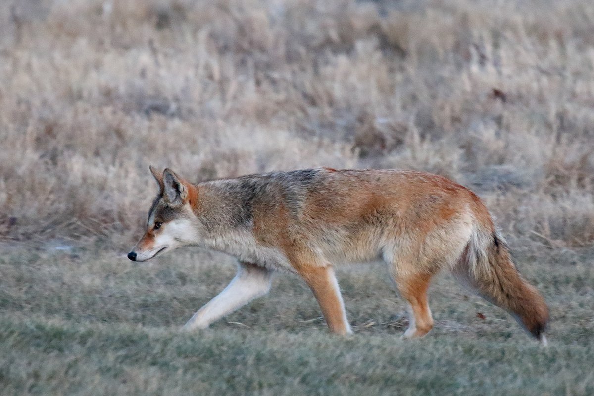 Coyotes eat a little more than 1 pound each day. While they prefer meat, they'll also eat insects, fruit and other plant material.

📷 courtesy of Gordon Garcia