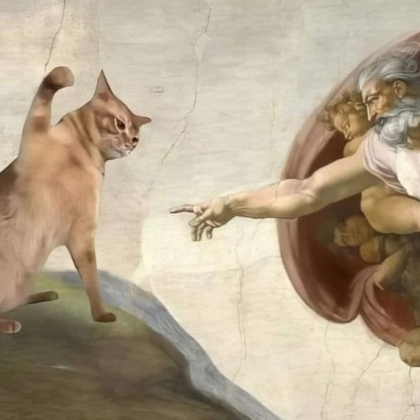Punch Cat tweet media