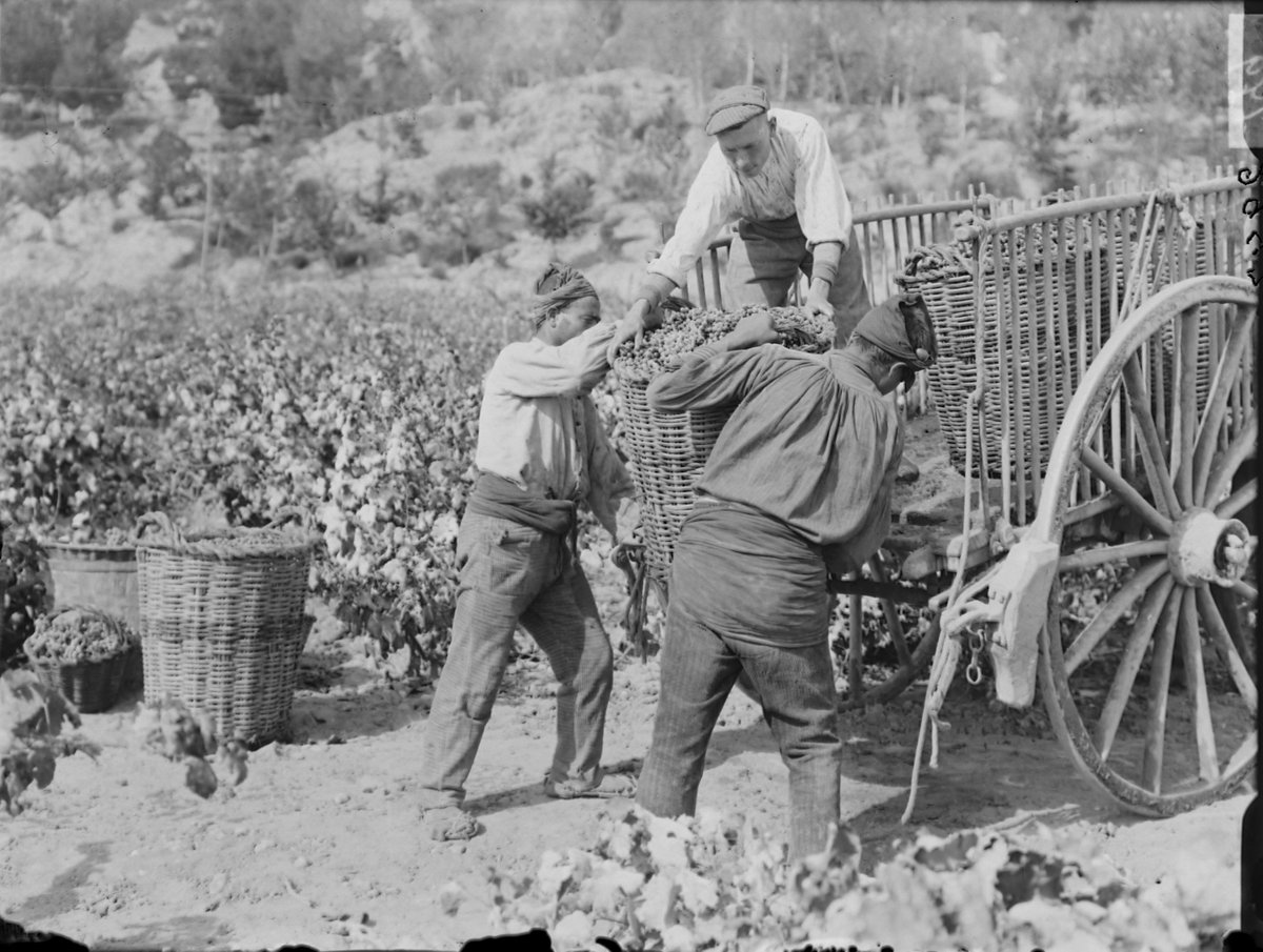 RaventosiBlanc's tweet image. [WINEWROGERS SINCER 1947🧑‍🌾]

It all started in 1497, when our family was first recorded living and tending these lands. 21 generations later, we continue the legacy: caring for the #vineyard with respect and crafting #SparklingWines that tell the story of our unique #terroir.