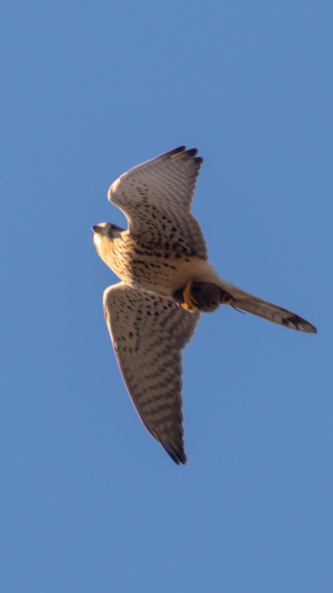 A pesar de su pequeñez, el cernícalo vulgar muestra gran adaptabilidad en su dieta. No se limita a grandes insectos y pequeños reptiles, sino que es capaz de cazar aves y, como este, pequeños mamíferos. Por esa minúscula cola que asoma, apostaría por algún tipo de topillo.