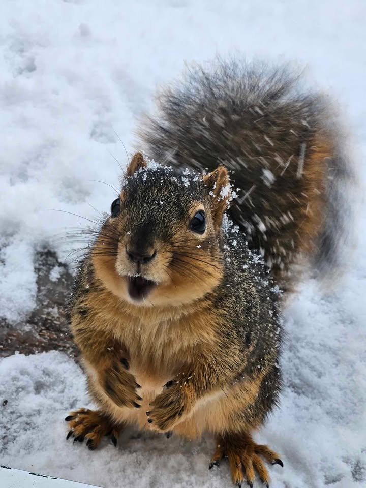 KAKEnews's tweet photo. This is Peanut. Peanut recently befriended a Wichita family who kindly gives him almonds and even lets him enjoy the indoors during winter weather. Peanut has a pretty good life. 🐿️

📸: Leslie Carl Canady

#KAKEnews #KSwx https://t.co/Qtt8X7elEi