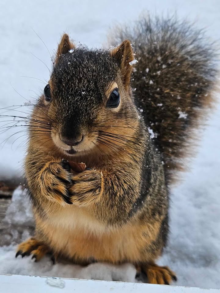 KAKEnews's tweet photo. This is Peanut. Peanut recently befriended a Wichita family who kindly gives him almonds and even lets him enjoy the indoors during winter weather. Peanut has a pretty good life. 🐿️

📸: Leslie Carl Canady

#KAKEnews #KSwx https://t.co/Qtt8X7elEi