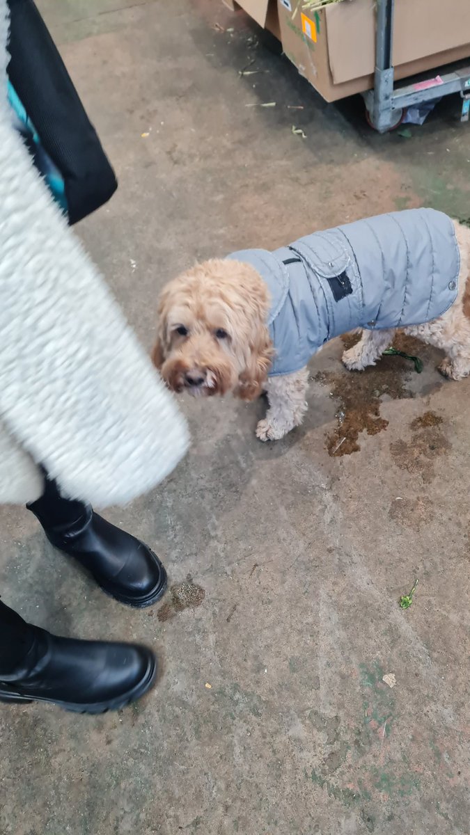 Big Big Big ! Thank you to everyone who bought an alter from me to put towards fresh flowers for my mum , I know she would have loved and adored all of them 💜💐🌻

Was even greeted by the flower shops dog this morning  😊