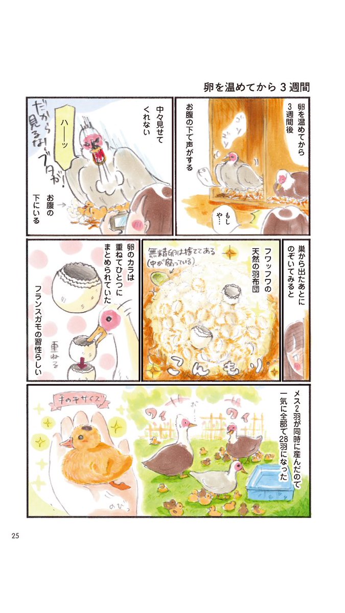 カモを飼ってみた話
5/8 