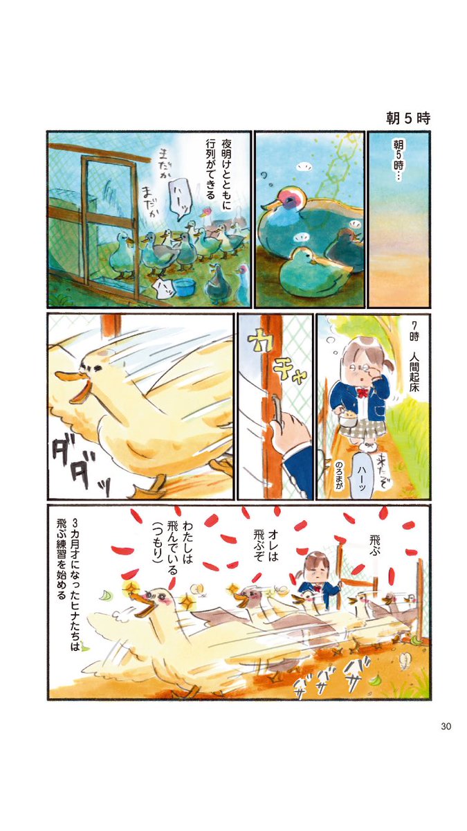 カモを飼ってみた話
6/8 
