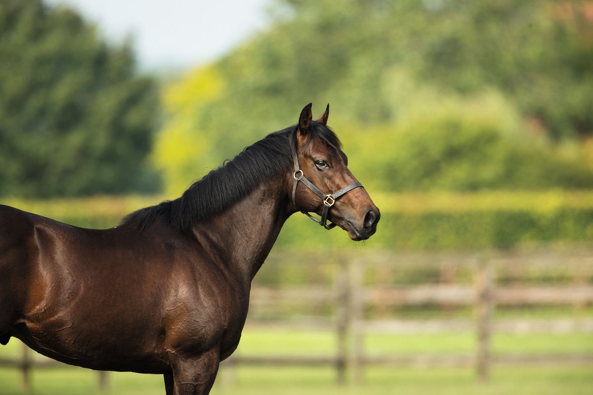 🇬🇧🇦🇺 Undefeated Champion juvenile #Pinatubo is another Darley shuttle stallion to have success at <a href="/mmsnippets/">Magic Millions</a> this week…

His colt out of multiple Group winner and G1-placed Fiesta sold for $700,000 to <a href="/lindsayparkrace/">Lindsay Park Racing</a> 💪

15 lots by the sire have sold so far for an average of