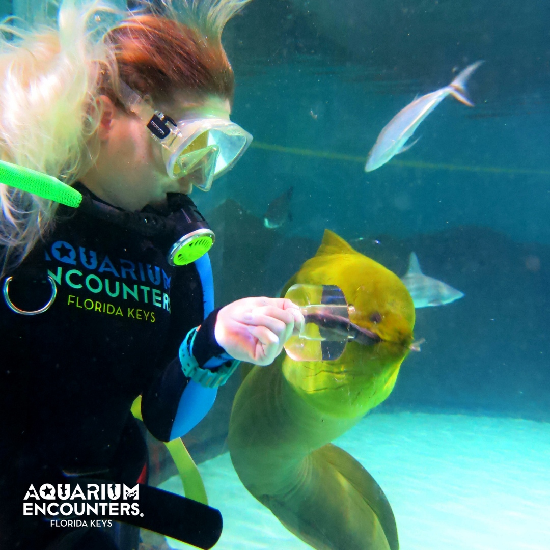 FLKeysAE's tweet image. Get ready to have an EEL good time at Aquarium Encounters!