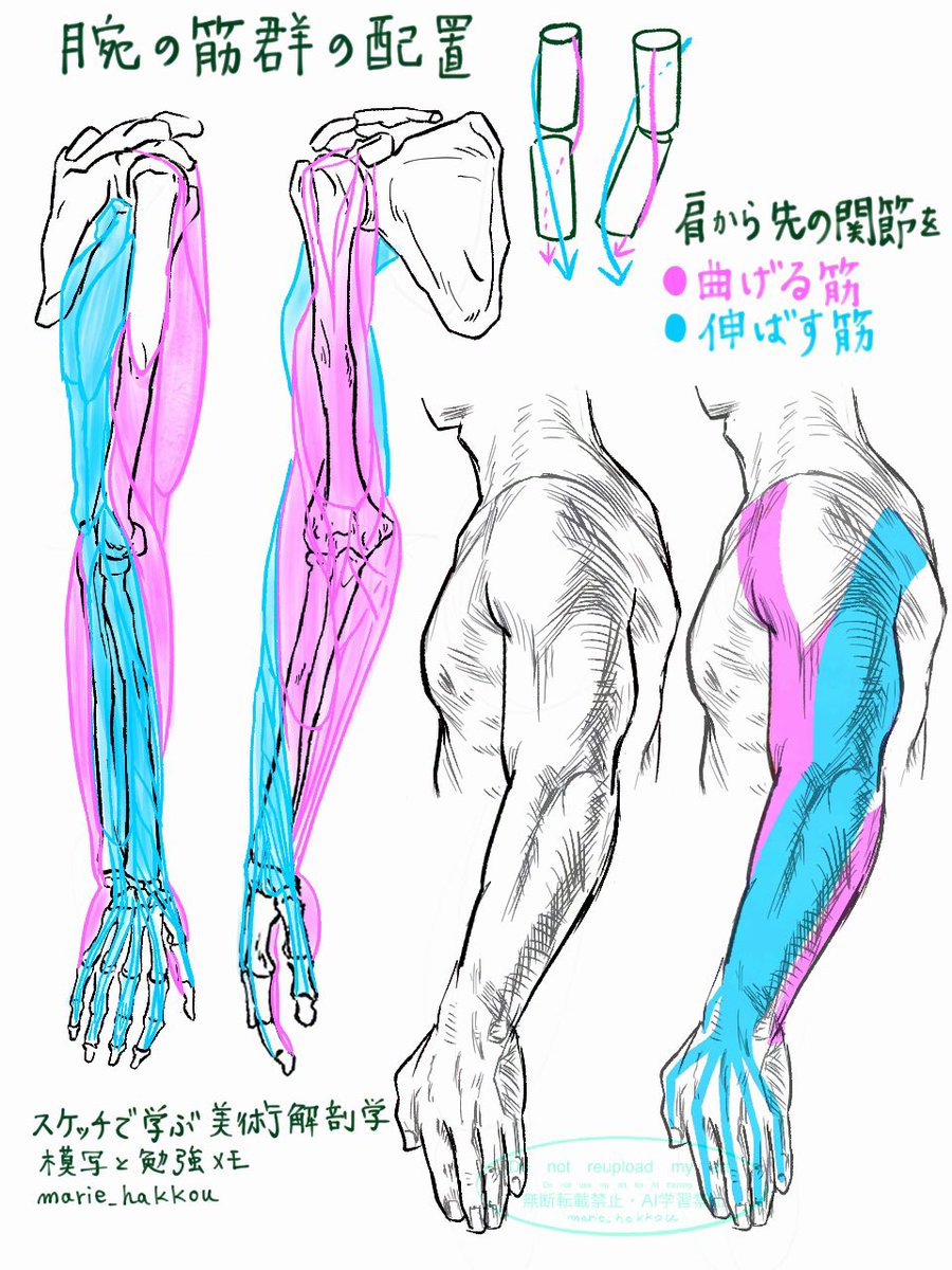 スケッチで学ぶ美術解剖学 模写 P94 腕の筋群の配置