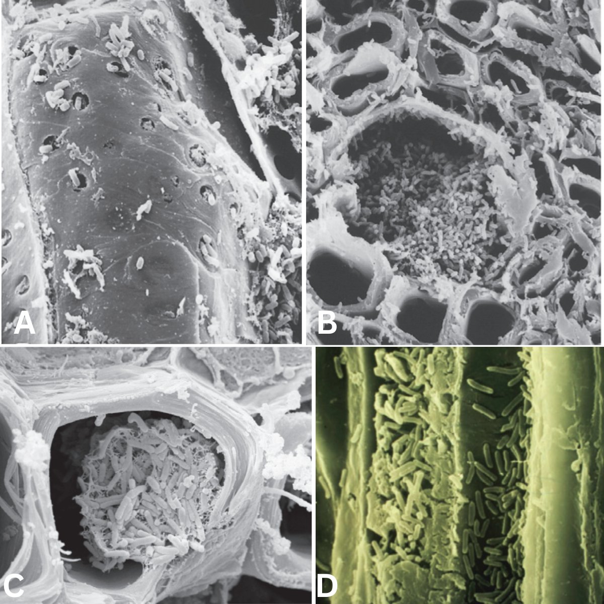 Effects of pathogens on translocation of water and nutrients in host plants.

Source: Agrios Plant Pathology

#plantscience #plantpathology #phytopathology #higherstudy #agriculture