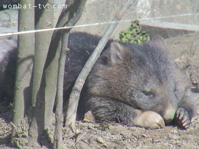 今日誕生日なので超絶プリティなゆきぴにお祝いしてもらう