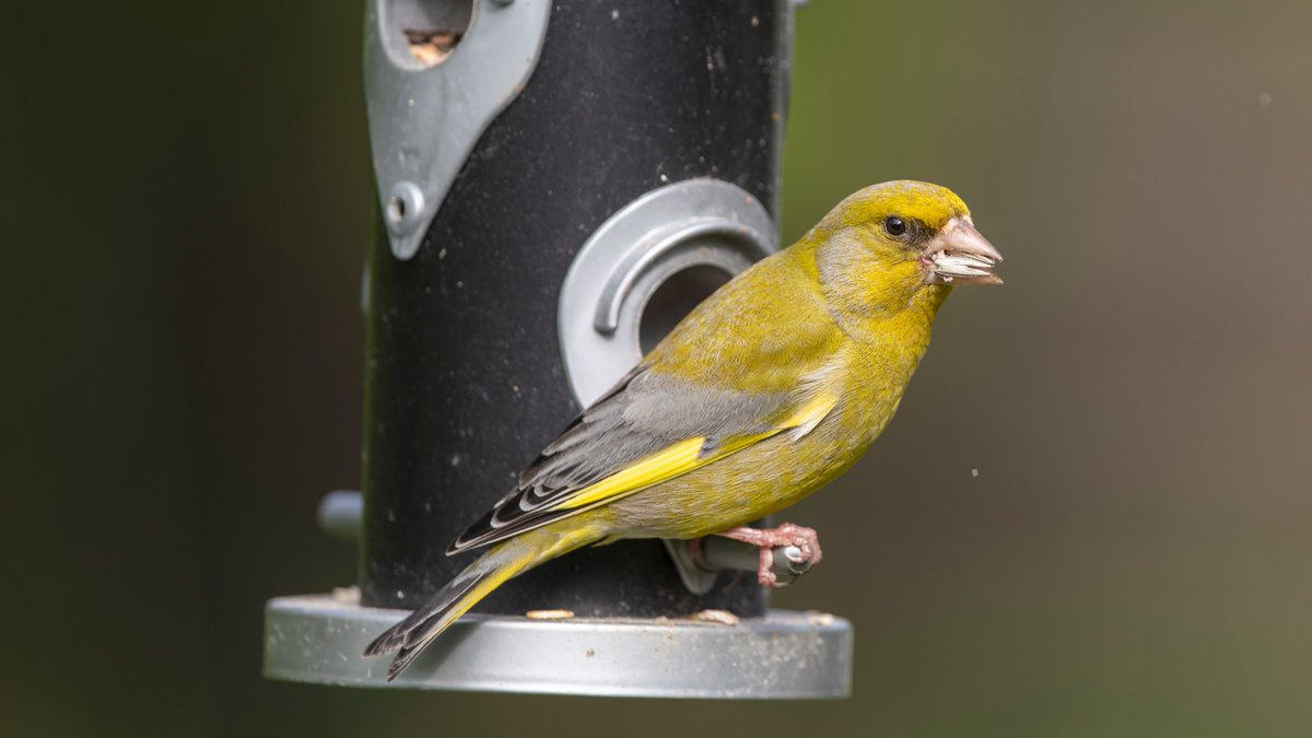 Ab heute geht es los: Wo zählt ihr bei der «Stunde der Wintervögel»? Man kann auch bequem vom Wohnzimmer aus Vögel im #Garten oder auf dem #Balkon beobachten. Wie oft wohl der bunte #Grünfink gesehen wird? stunde-der-wintervoegel.ch #StundederWintervögel #sdw © Michael Gerber