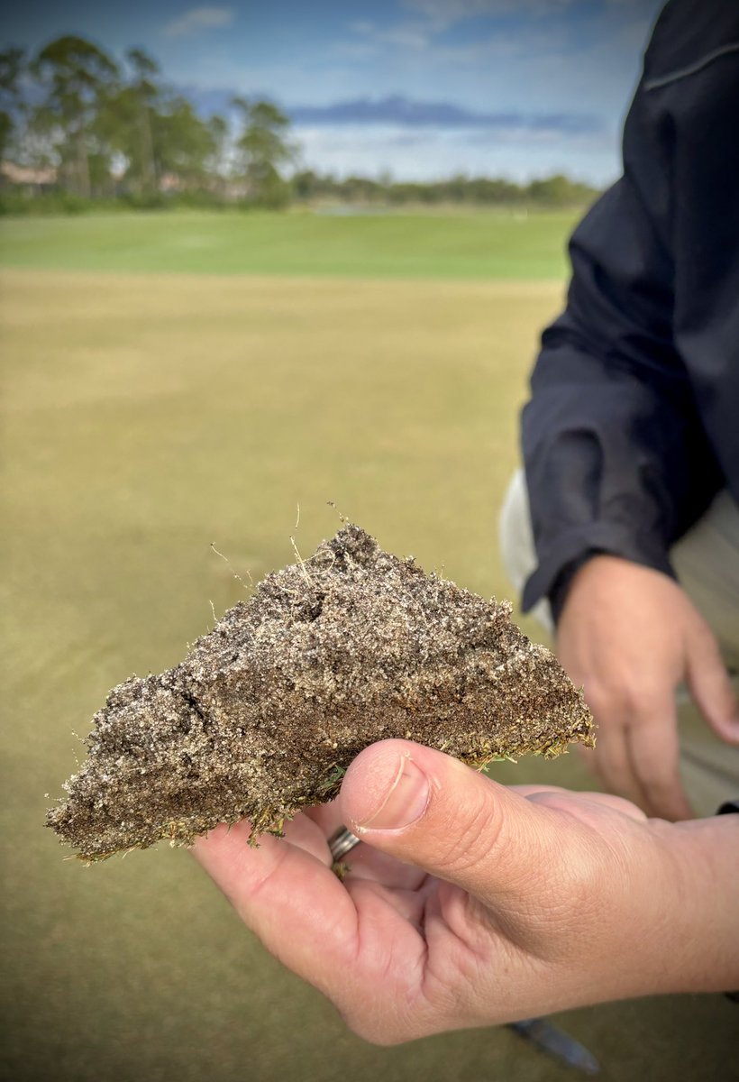 AndysTurf's tweet image. Soil layering on greens can be challenging, but with the right programs in place, you can push roots through and build stress tolerance! Try #PerformancePack: Biokelp, Azopro, and Biophase to help achieve similar results until you can physically remediate #SoilFirst @SimplotTurf