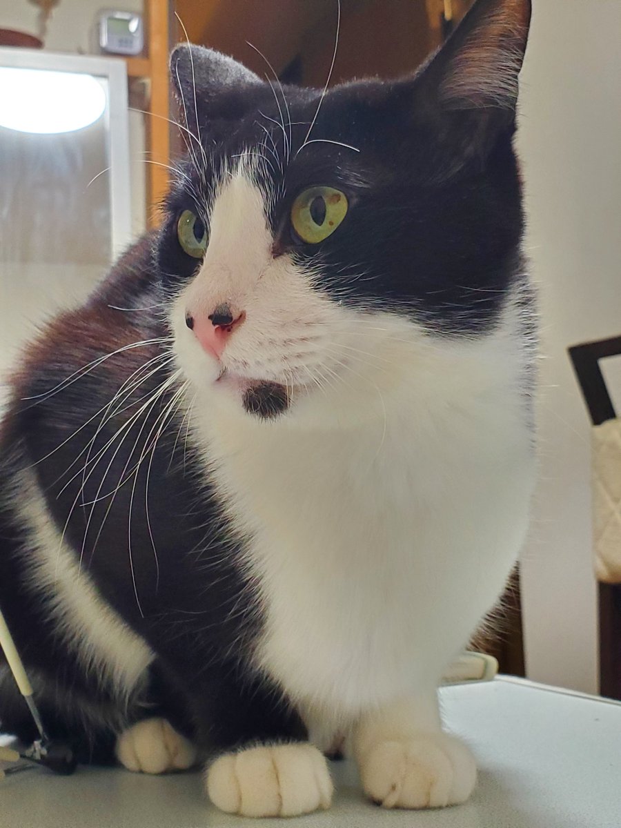 GardenShowcase's tweet photo. こたつの上が定位置🐈️
#フルーク
#猫のいる幸せ https://t.co/Pq0CqUVWrw