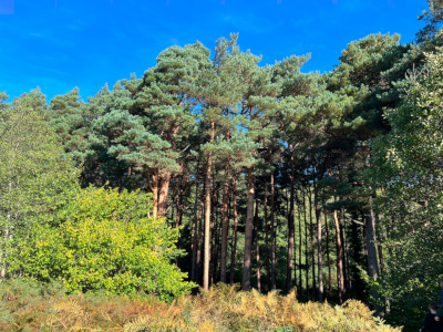 JonYearsley's tweet image. Work with us: #Research Assistant in a team from
@UCDSBES, @AFBI_NI and the DAFM Plant Sciences Division in tasks ranging from fieldwork to molecular laboratory techniques of #forest #pests
Deadline: 24 Jan 2025
Details at: drjonyearsley.github.io/forestpests.ht…
@ohanlonrichard