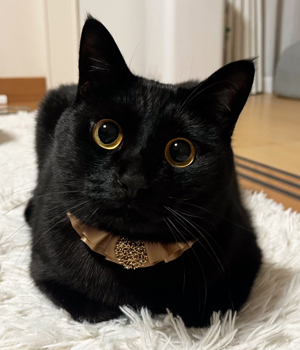 かわいい？

#黒猫