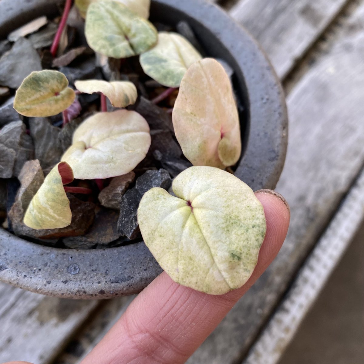 ArienZheng's tweet photo. 超级美的Coum Brocade Leaf
#原種シクラメン
#cyclamen
#Coum https://t.co/sEmMyTyry5