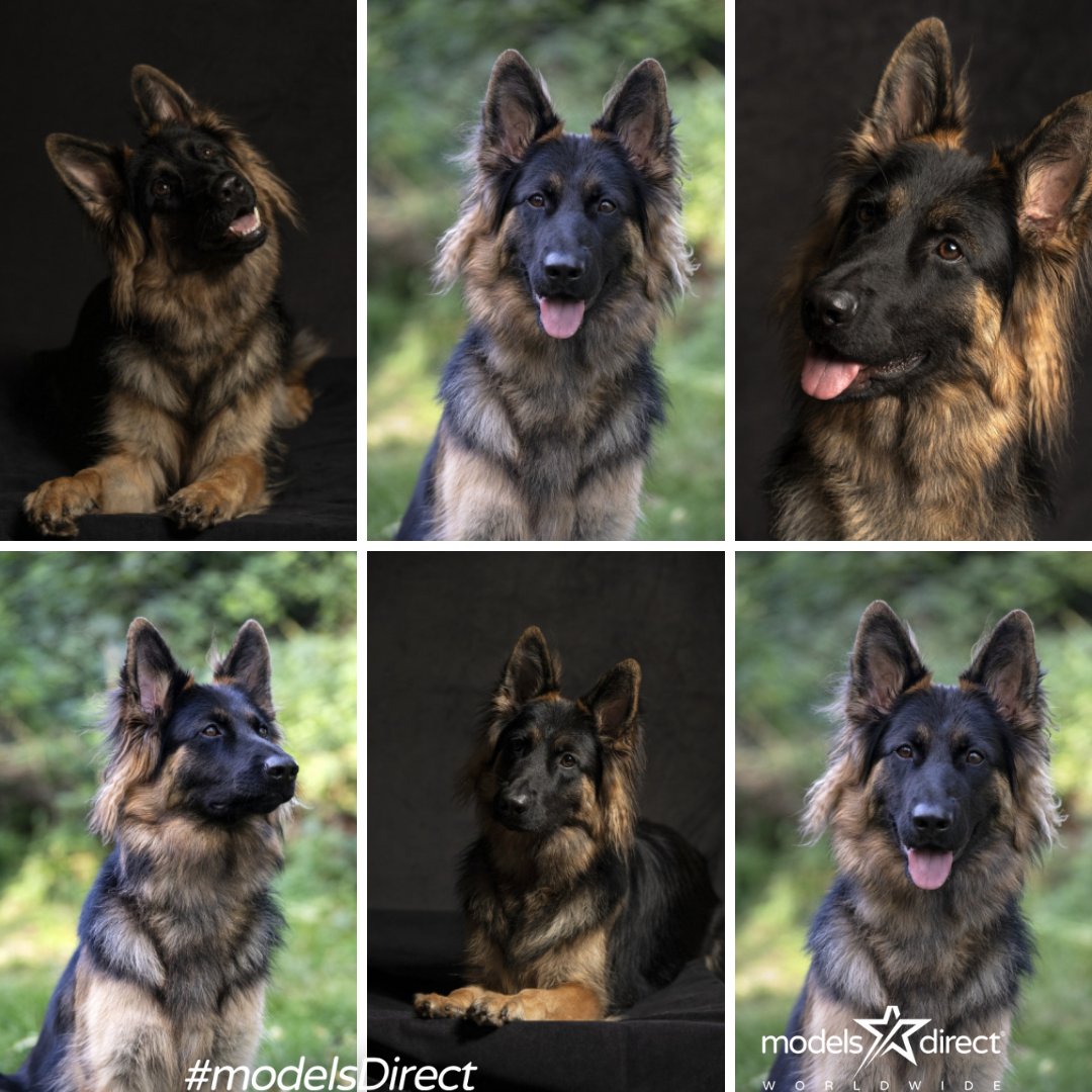models_direct's tweet image. Pet Model Marnie 
German Shepherd
#modelsdirect #petmodel #modellingagency #workwithus #bookamodel #starpets #GermanShepherd