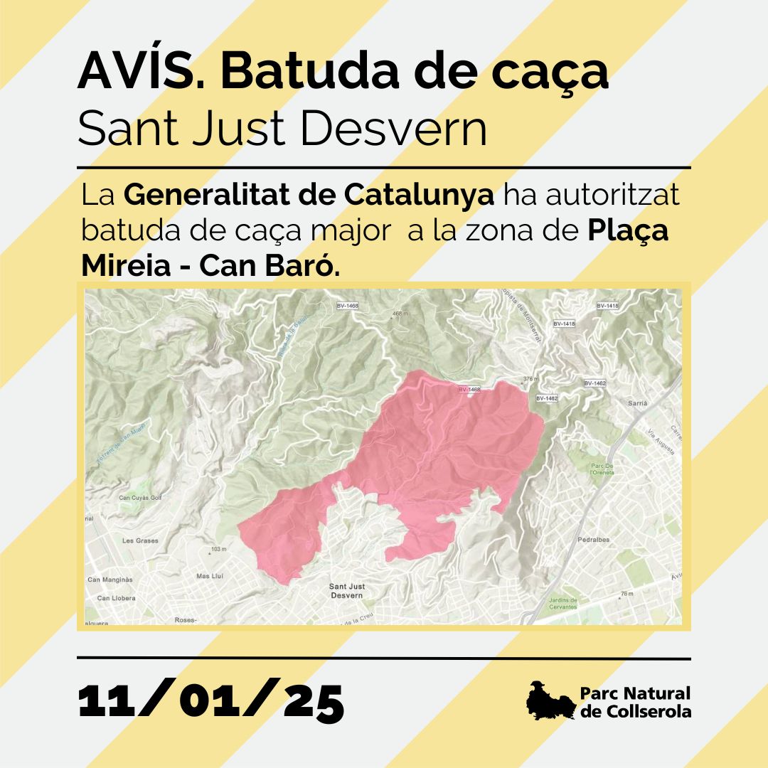 parcncollserola's tweet photo. ⚠️AVÍS, DEMÀ 11/01/25 BATUDA CAÇA MAJOR⚠️
@agriculturacat autoritza #batuda de #caçamajor a la Zona de Caça Controlada (ZCC) de #SantJustDesvern
➡️ Zona Pl. Mireia - Can Baró
🔴 Respecteu la senyalització i eviteu accedir a la zona
🌐 https://t.co/m6c022lzWL
@santjustcat https://t.co/bqswAO4geO