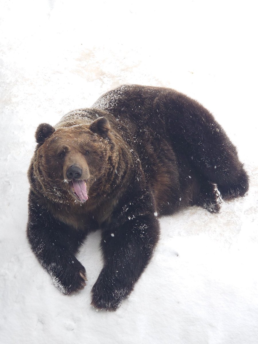 poteitou_kuma's tweet photo. のぼりべつクマ牧場 https://t.co/PxYpjlG9iC