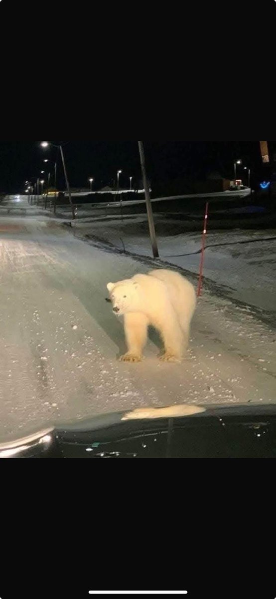 Who leaves their dog roaming about in this weather? 😂