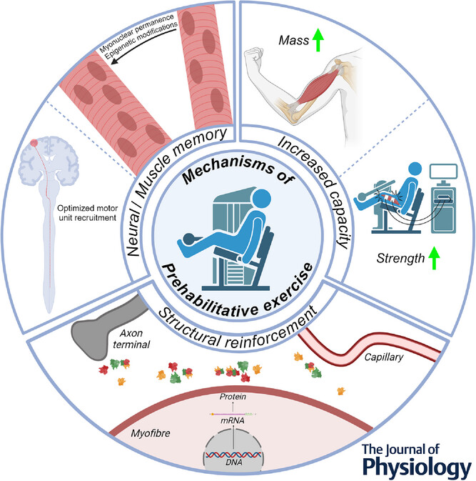Short-term inactivity isn’t just bad news for muscle.

It impacts the brain as well.

But the rapid effects of exercise means prehabilitation before disuse can preserve muscle—and possibly the brain too.

These benefits may be due to:

✅Increased pre-disuse capacity
✅Muscle and