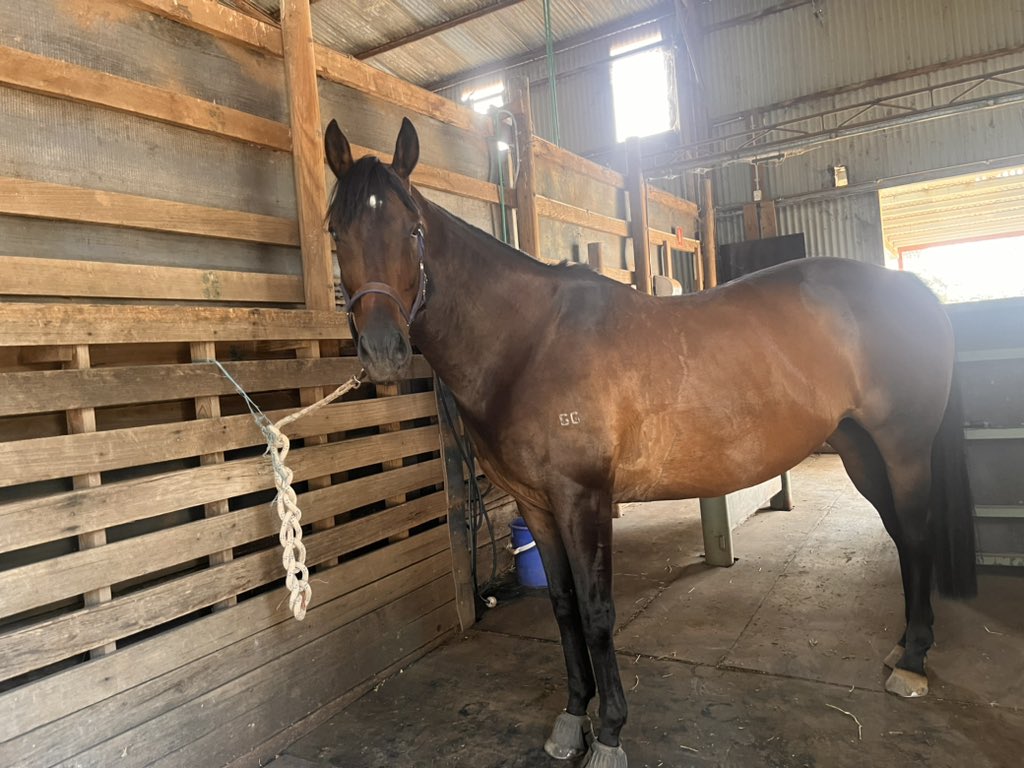 nicoequestrian's tweet photo. a good pony day https://t.co/DkFey42DFB