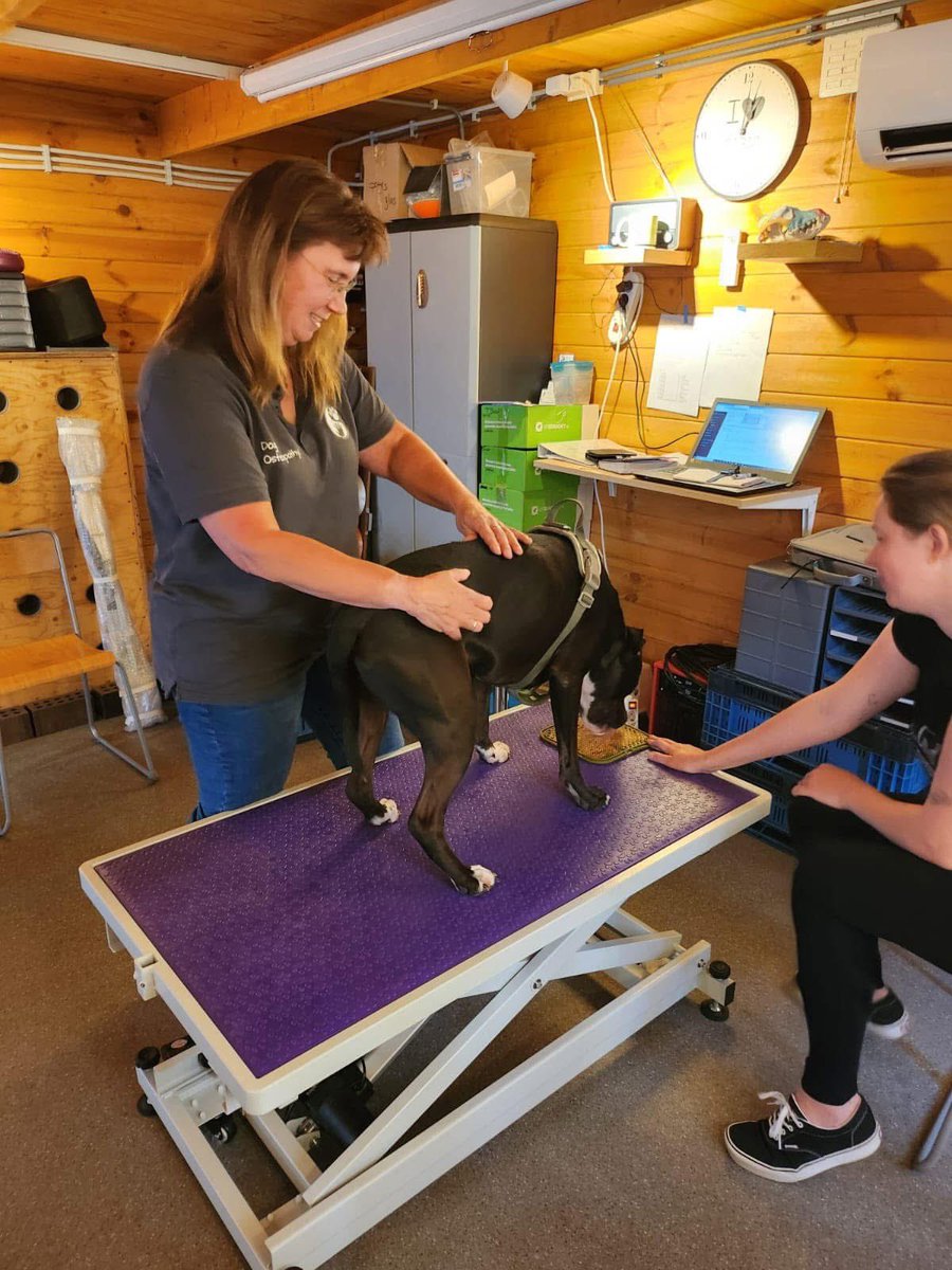 10/01: Door wat uitvallers zijn er de komende tijd wat plekjes vrijgekomen voor een osteopathiebehandeling. 
Wil je meer weten, of een afspraak maken, neem gerust contact met mij op via whatsapp, of via het contactformulier op onze website dogsunderstood.nl