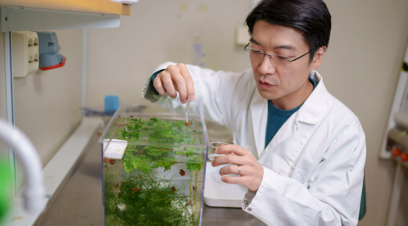 Porträtt: Ryo Morimoto undersöker evolutionen av det mänskliga adaptiva immunsystemet – med sniglar som hjälp. "Jag tror att jag kan vara den första forskaren som introducerar sniglar som ett modellssystem i Umeå", säger han. umu.se/nyheter/immuns…