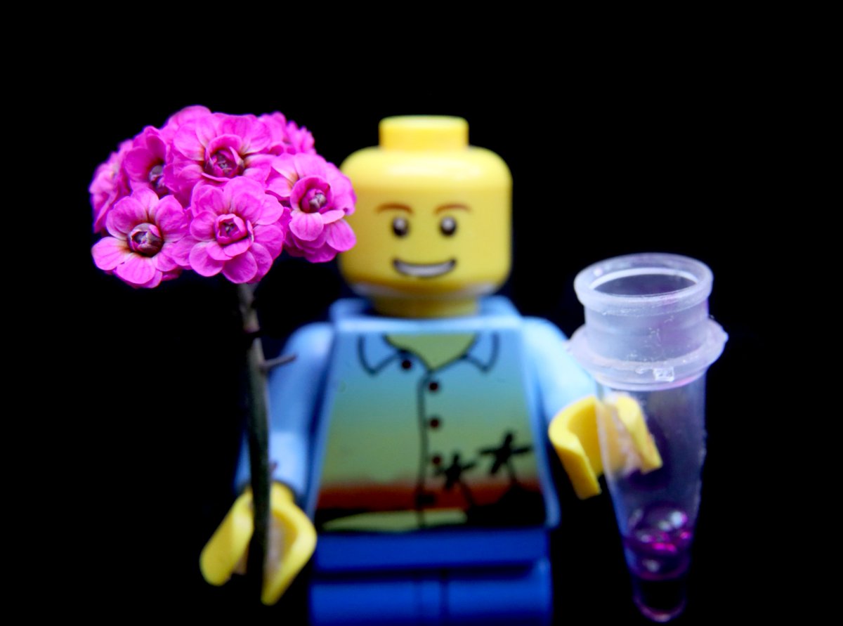I just submitted a proposal, Open Flower, for making a flower design kit for students! 🧬🌹

This kit would allow inducible design and experimentation on "Arabidopsis roses" as a tool for teaching. For details watch the video here:

experiment.com/projects/zzhrt…