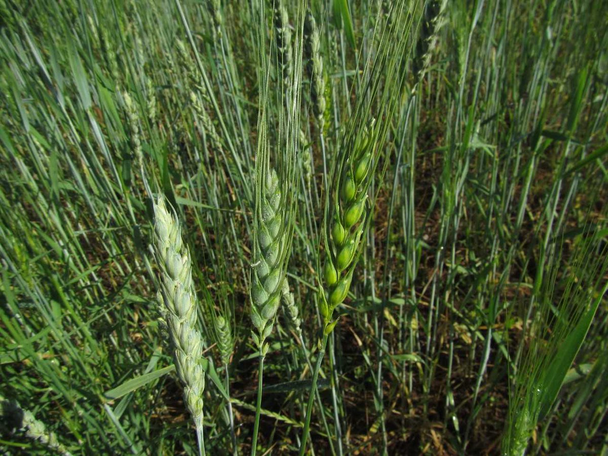 ASD_INRAE's tweet image. Tous-Fandos, A. et al. Wheat cultivar mixtures enhance the delivery of agroecosystem services compared to monocultures under contrasted tillage intensities and fertilization. Agron. Sustain. Dev. 45, 2 (2025).
doi.org/10.1007/s13593…