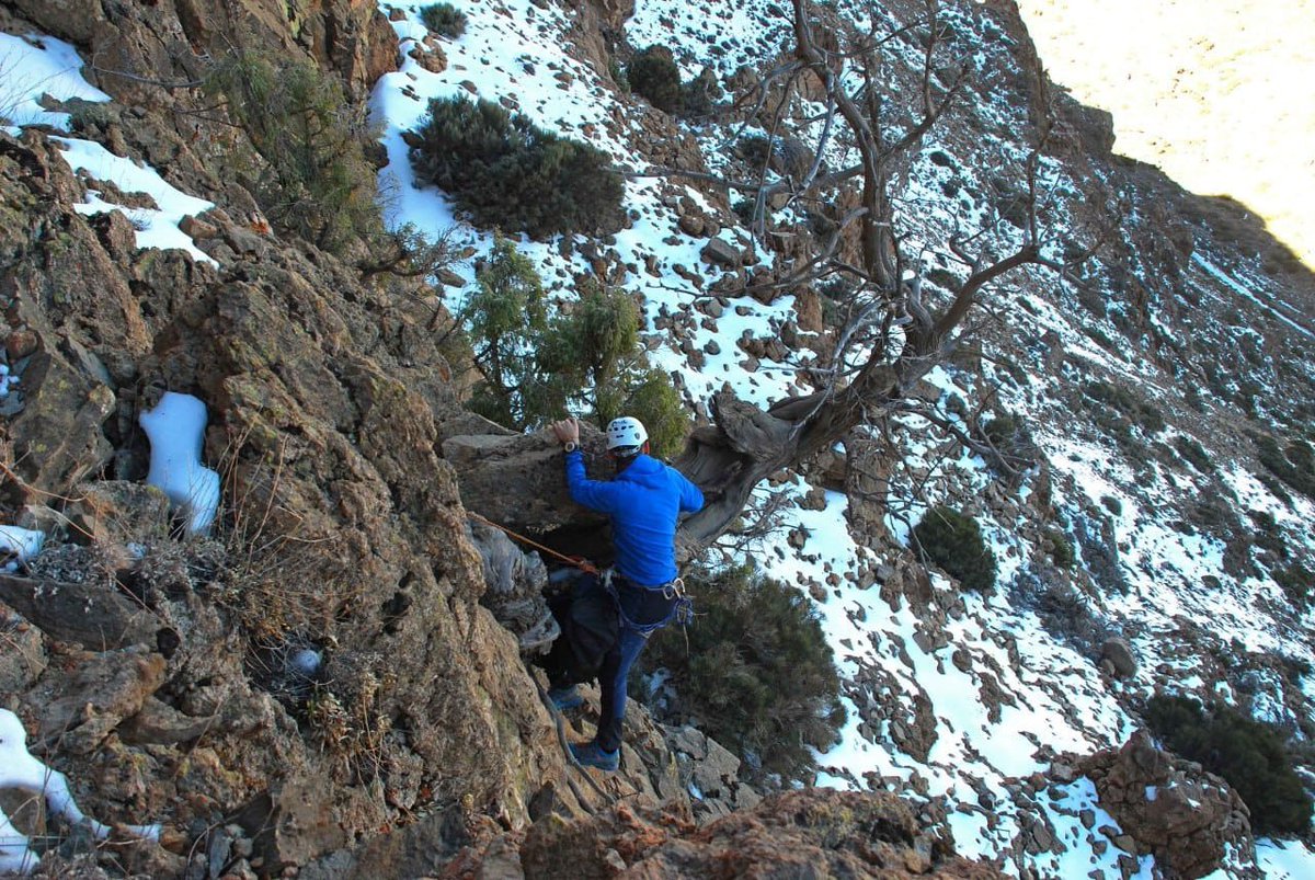 Investigadores @uva buscando los últimos cedros milenarios por los riscos del <a href="/pnteide/">ParqueNacional TEIDE</a> con el patrocinio de <a href="/FundacionEndesa/">Fundación Endesa</a>. Estos ancianos son el  futuro <a href="/Fundacion_UVa/">Fundación Universidad de Valladolid</a>   #naturelovers #researchthatmatters #Tenerife