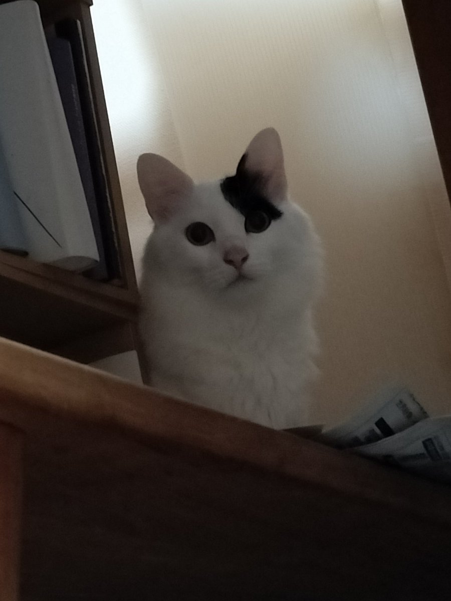 猫でもなんだか不安な時もある、
という顔をしていたその午後
まあゆつくり生きていきましよう獸たちもヒト科のわれらも