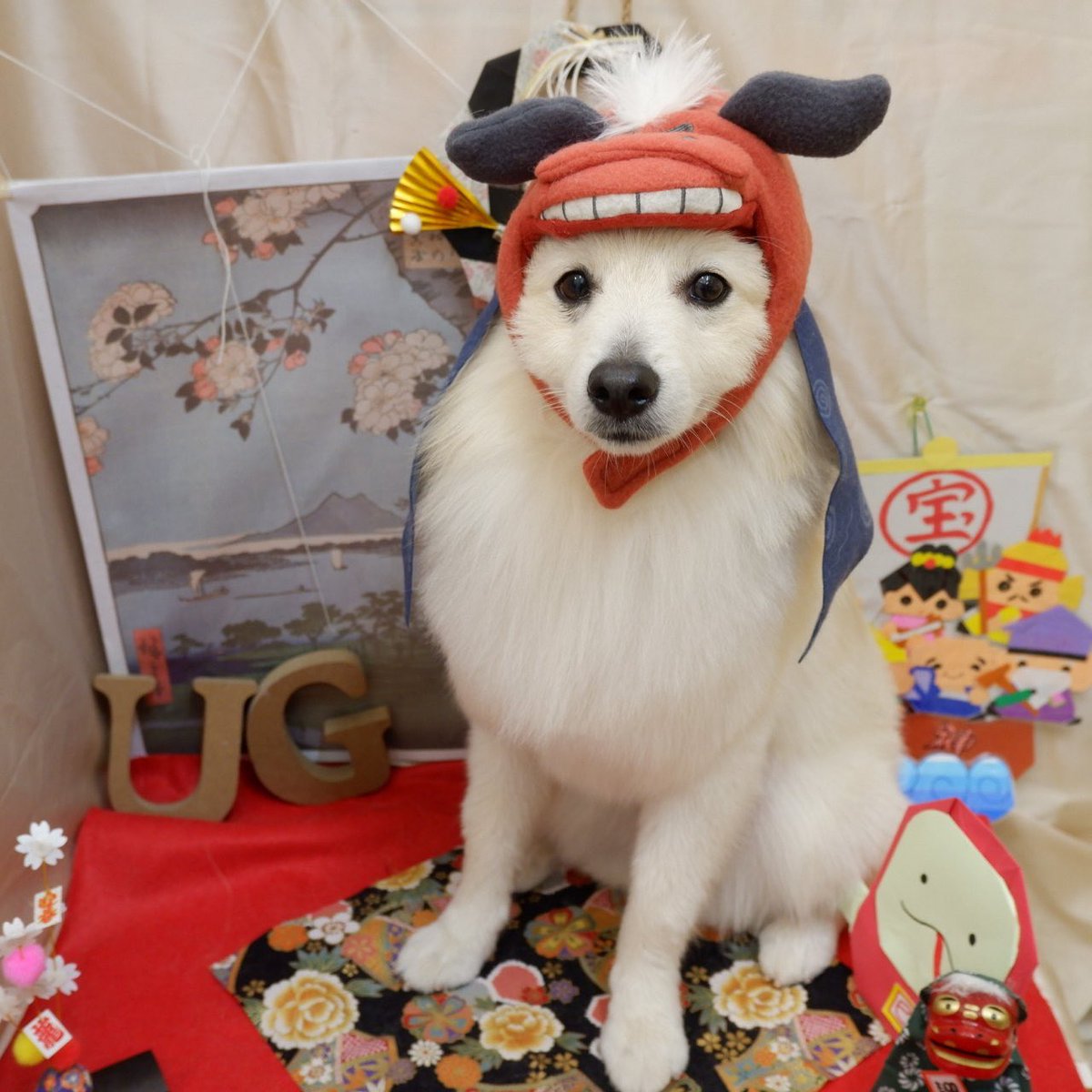 ちなみに、うちの犬もカメラ向けるとめちゃくちゃ真顔になる時ある