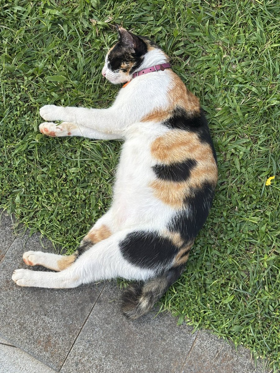 Lagi otw Kokas terus nemu dugong belang tiga terdampar