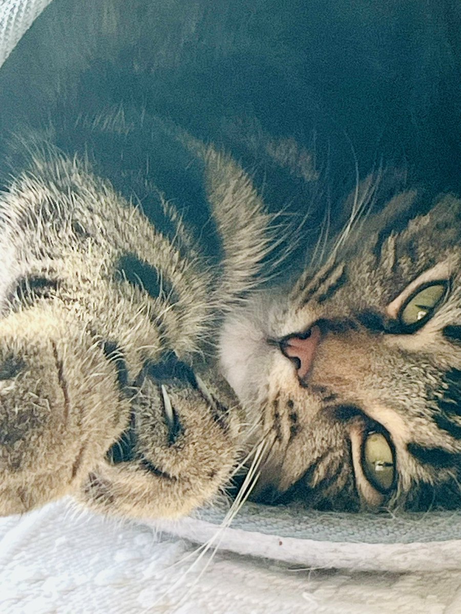 Charlotte Levin tweet media