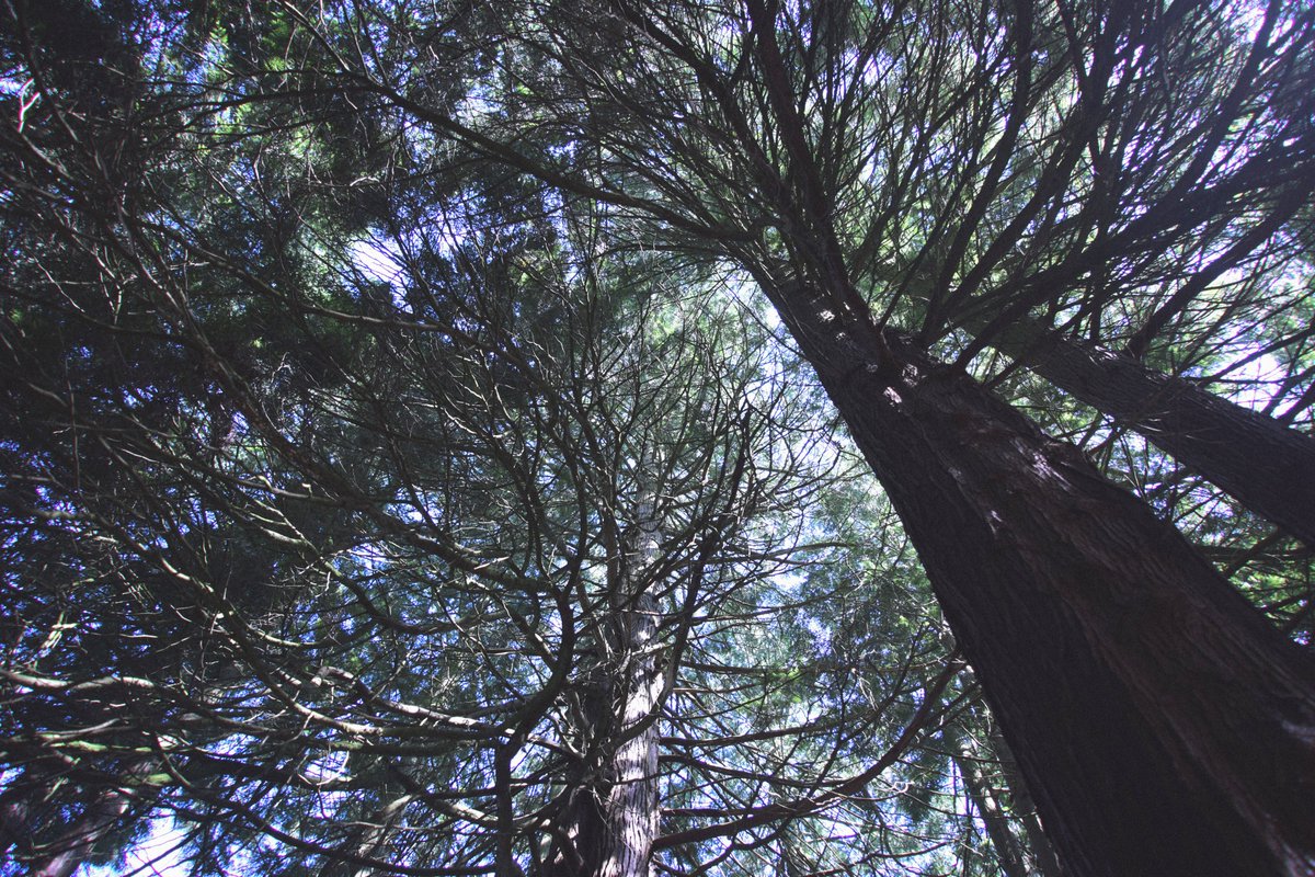 summers458's tweet photo. Trees

Shot with Nikon D5300
#TCCAngles #Photography #Nikon #Stourhead #NationalTrust https://t.co/0i2zosCCeM
