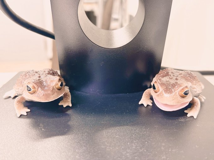 今日可愛いガチャ回した🐸🐸💕 