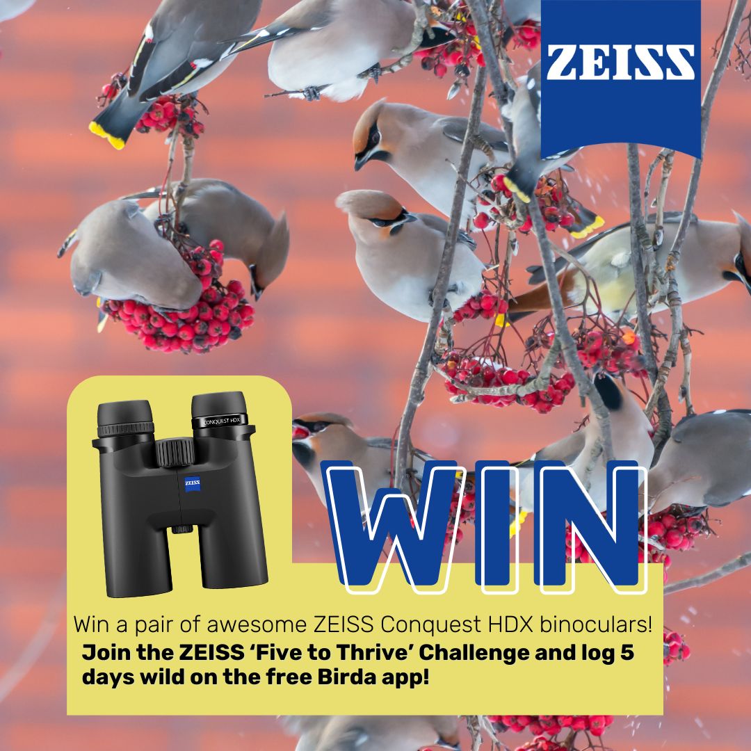 Want a healthy start to your 2025? Get outside for 5 days to win!

You could win a pair of ZEISS Conquest HDX Binoculars just by logging 5 Days Wild on the free Birda app! Head out for a walk and see what birds you find. Can you do it?

#challenge #zeiss #binoculars #birding