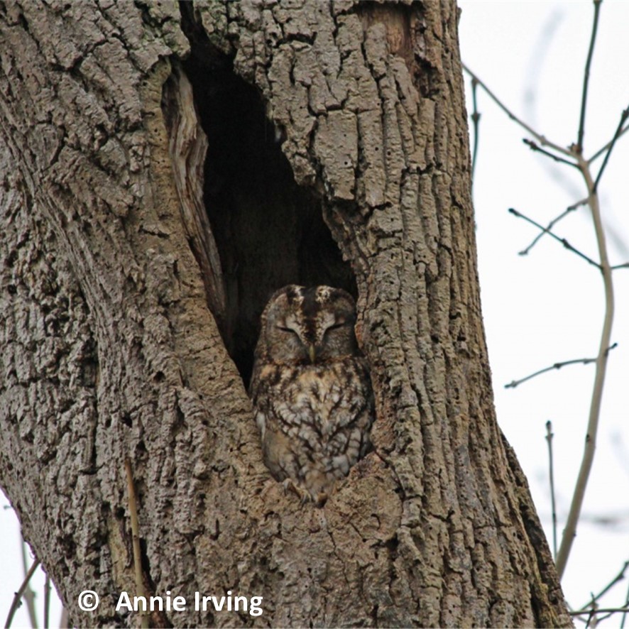 The SEWBReC #SpeciesOfTheMonth for January is Tawny Owl (Strix aluco), which can be particularly vocal at this time of year. 
Have you heard its distinctive twit-twoo call in your local area? sewbrec.org.uk/species-otm/sp…