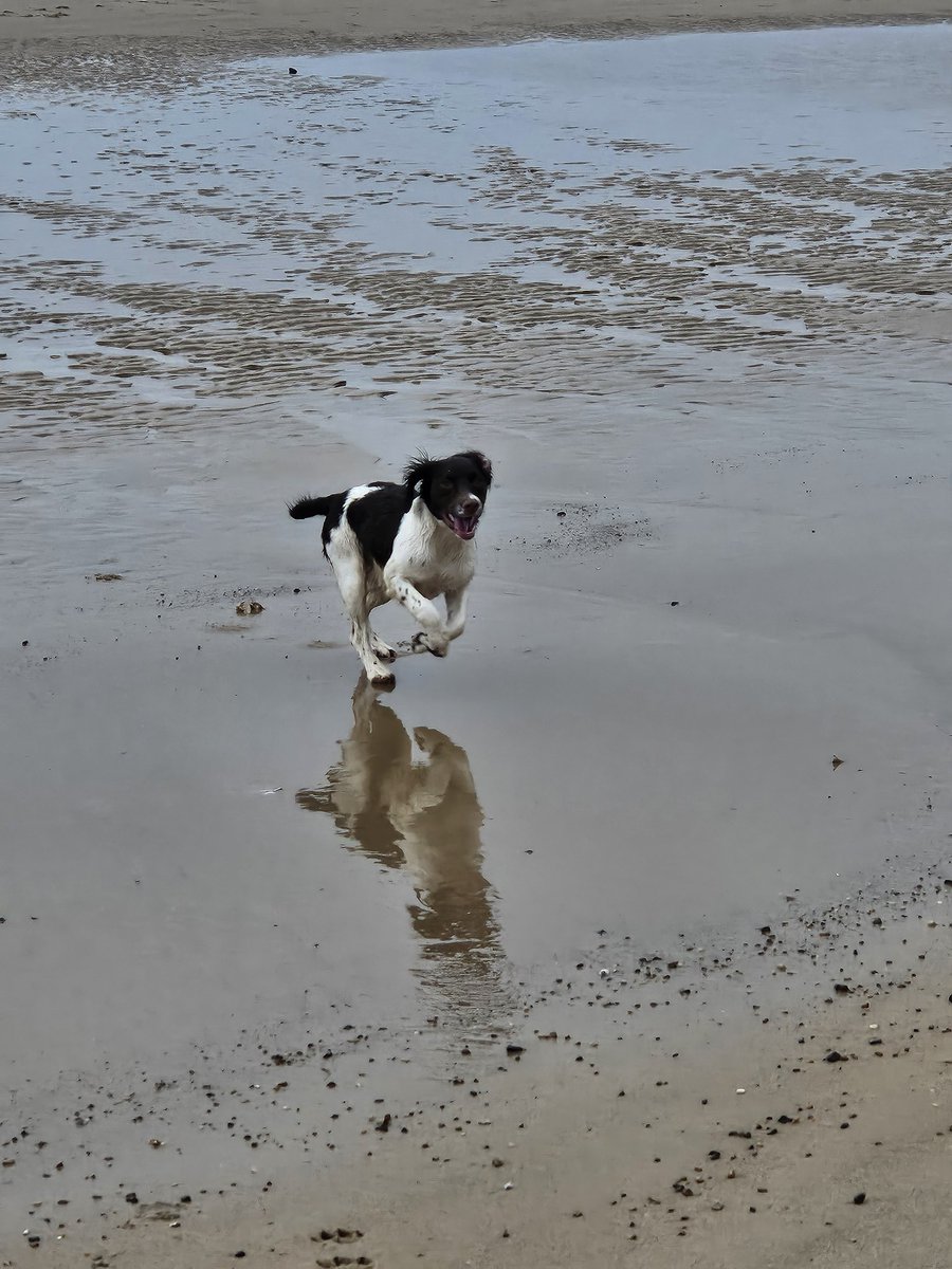 Beach inspection over.  All clear